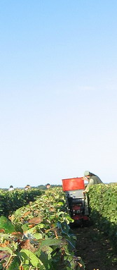Champagne 2007 Vendanges - Harvest - transport des raisins - cagettes en petit chenillard